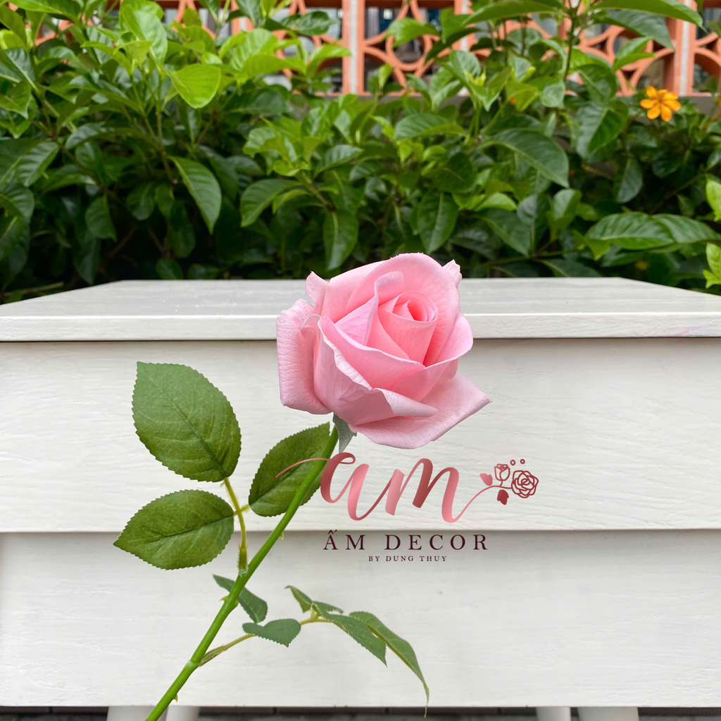 NỤ HỒNG DƯỠNG ẨM (Hồng Đào)