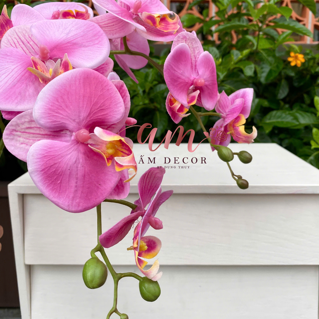 LAN HỒ ĐIỆP ANNA (Hồng Nhạt)