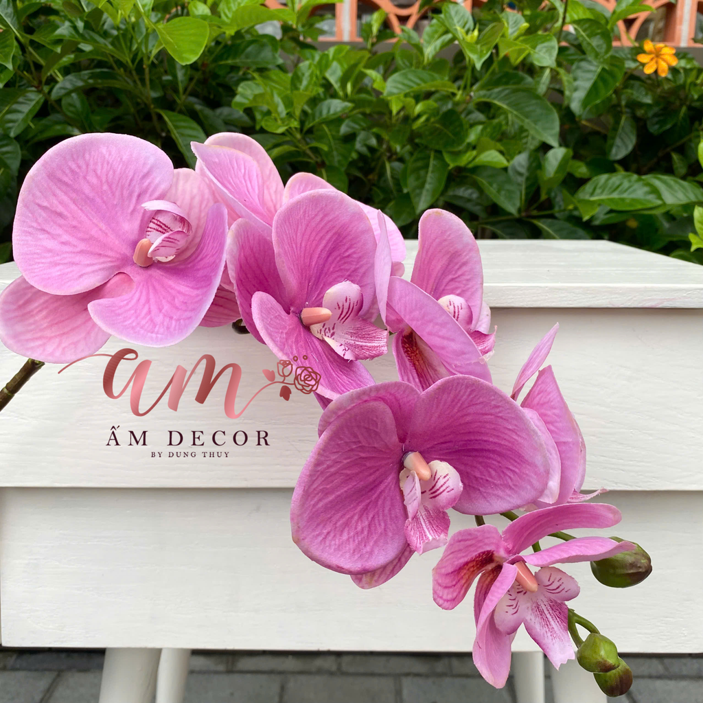 LAN HỒ ĐIỆP PHALA (Hồng)