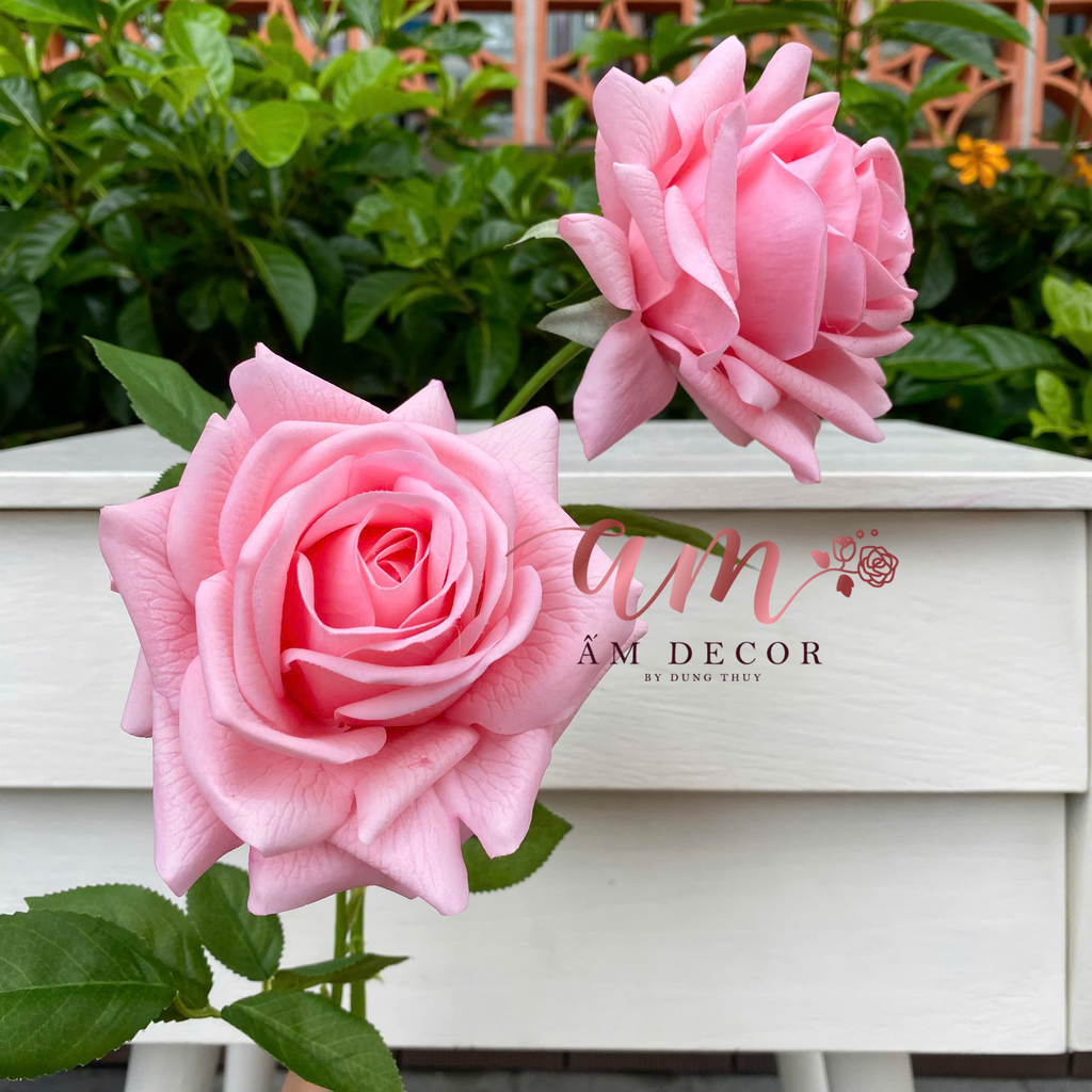 HOA HỒNG NỞ GIỮ ẨM (Hồng Đào)