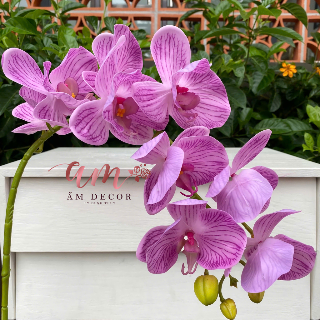 LAN HỒ ĐIỆP VÂN NHẬP (Tím Hồng Vân)