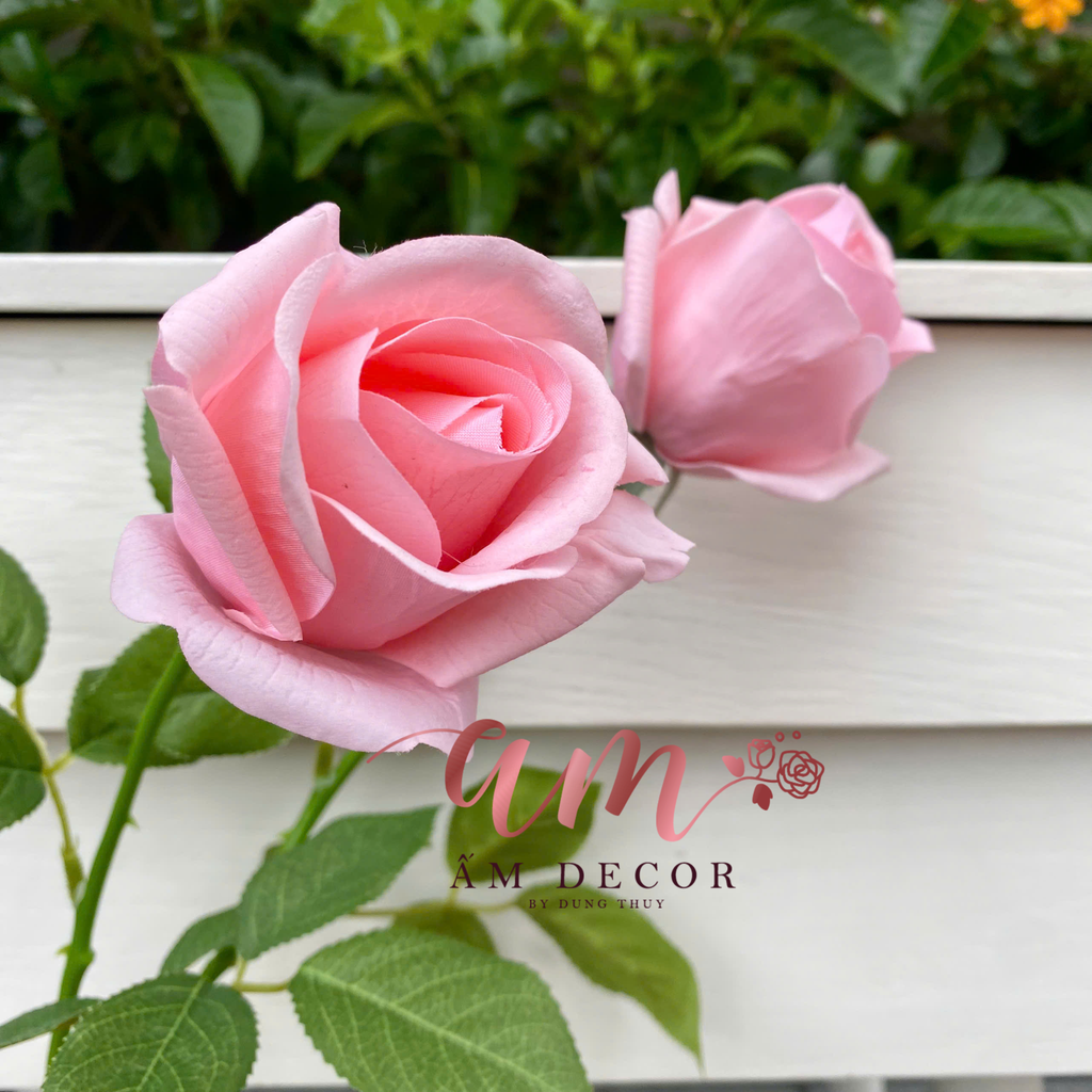 NỤ HỒNG DƯỠNG ẨM (Hồng Đào)