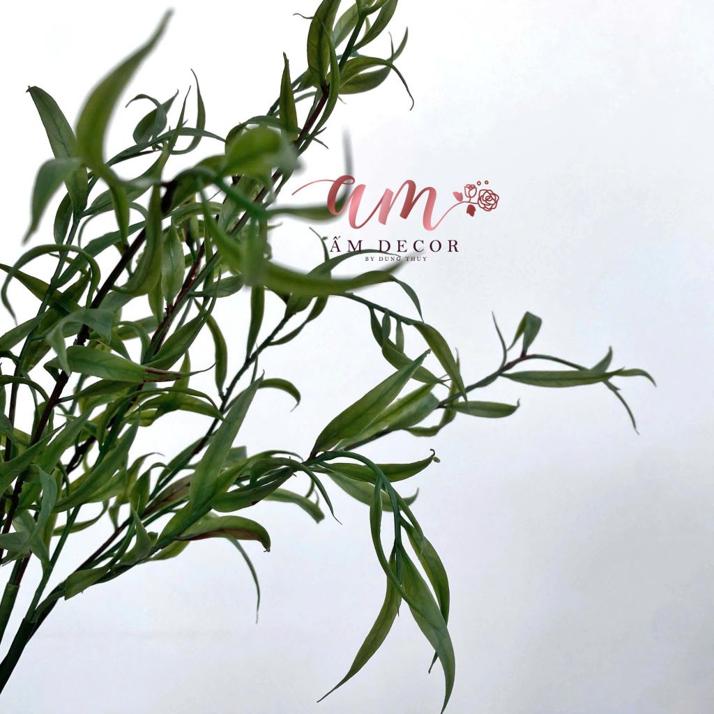 NHÁNH HƯƠNG THẢO