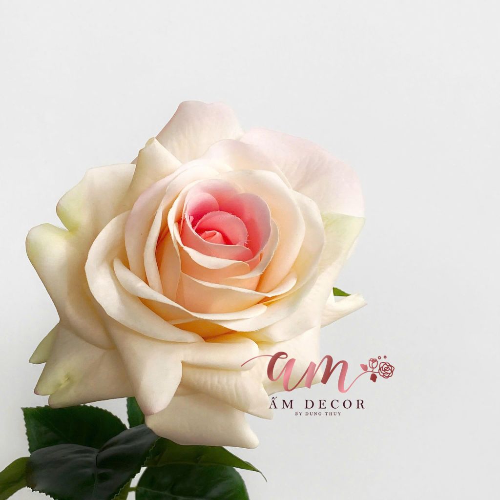 HOA HỒNG NỞ GIỮ ẨM (Hồng Nhạt)