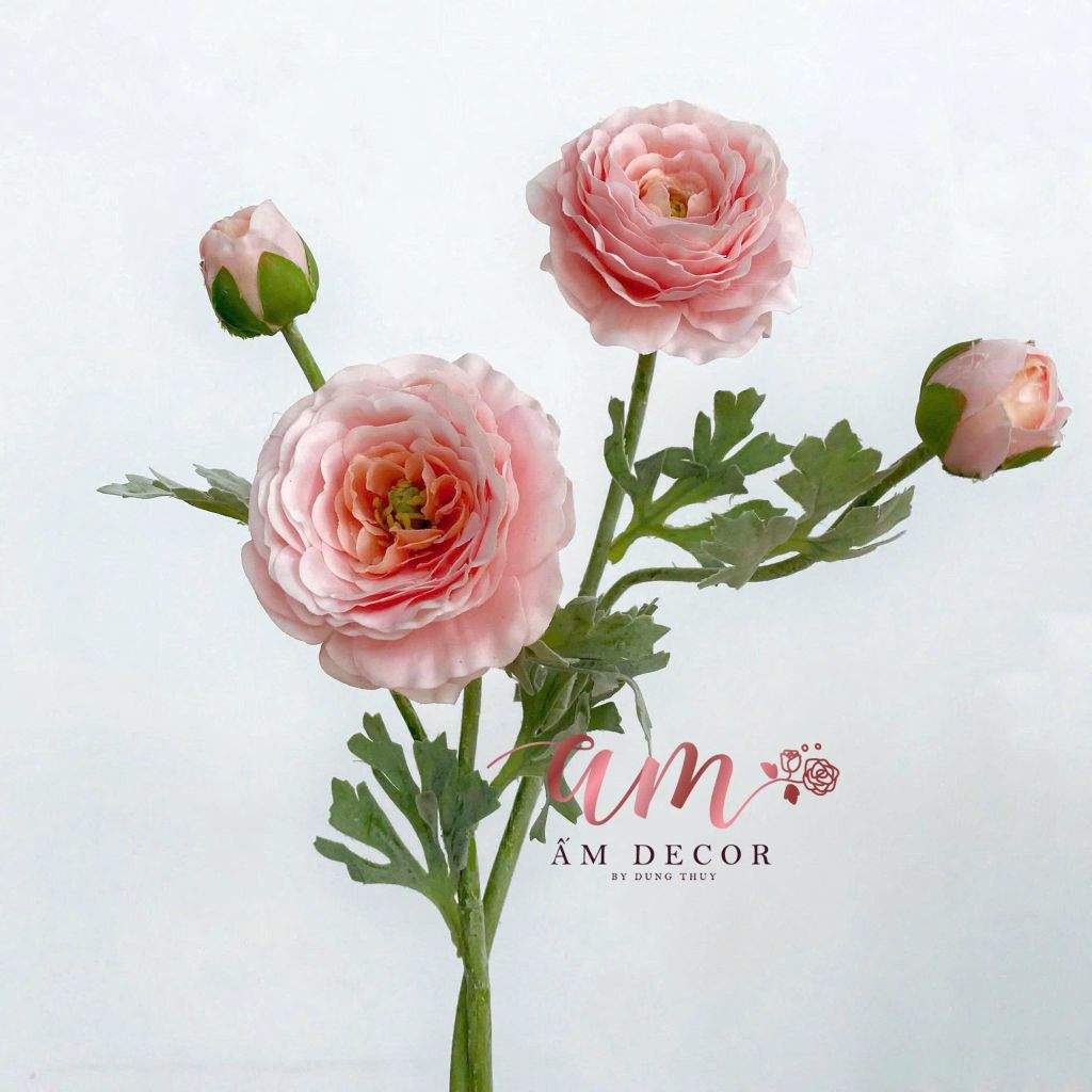 MAO LƯƠNG MẪU ĐƠN (Hồng Cam)