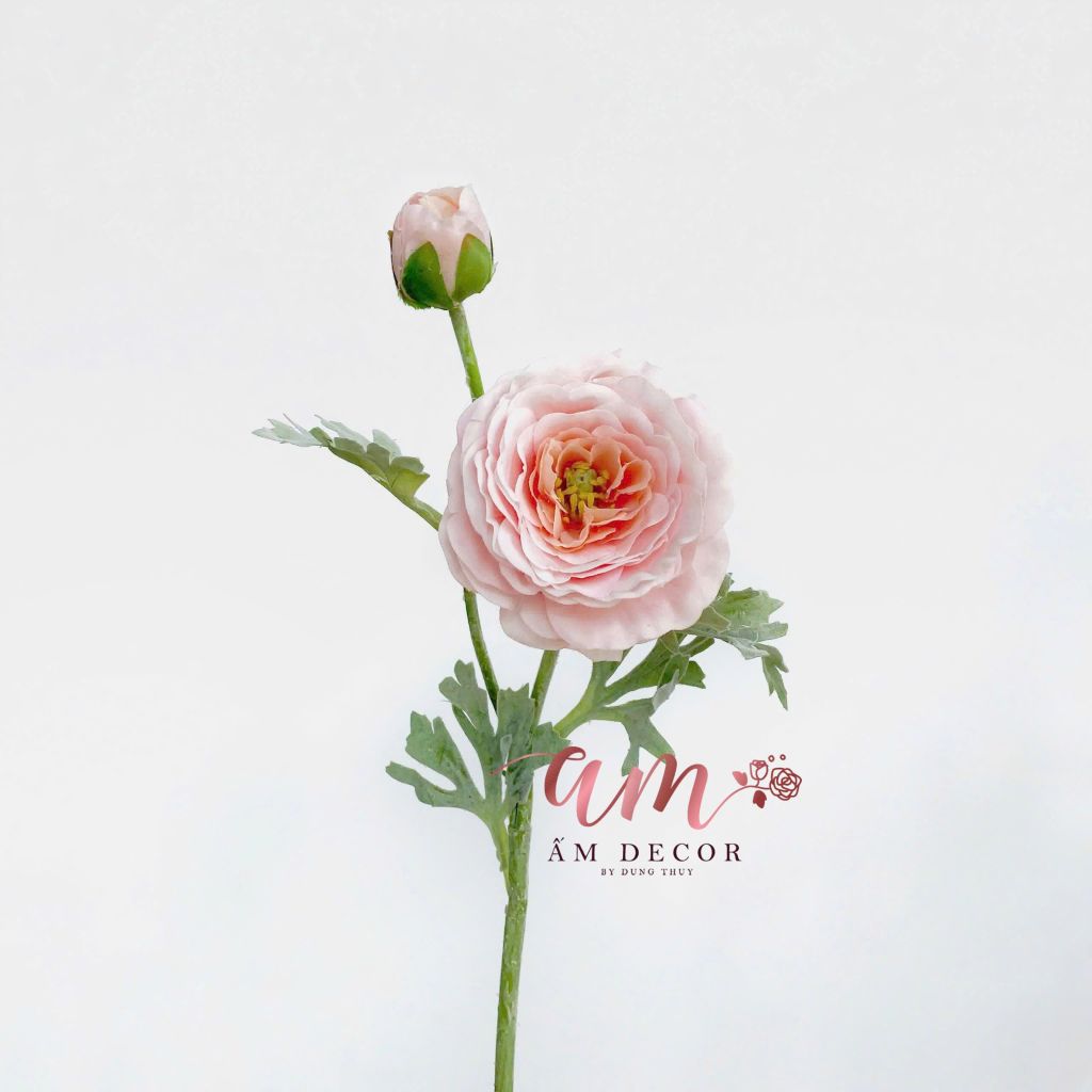 MAO LƯƠNG MẪU ĐƠN (Hồng Cam)