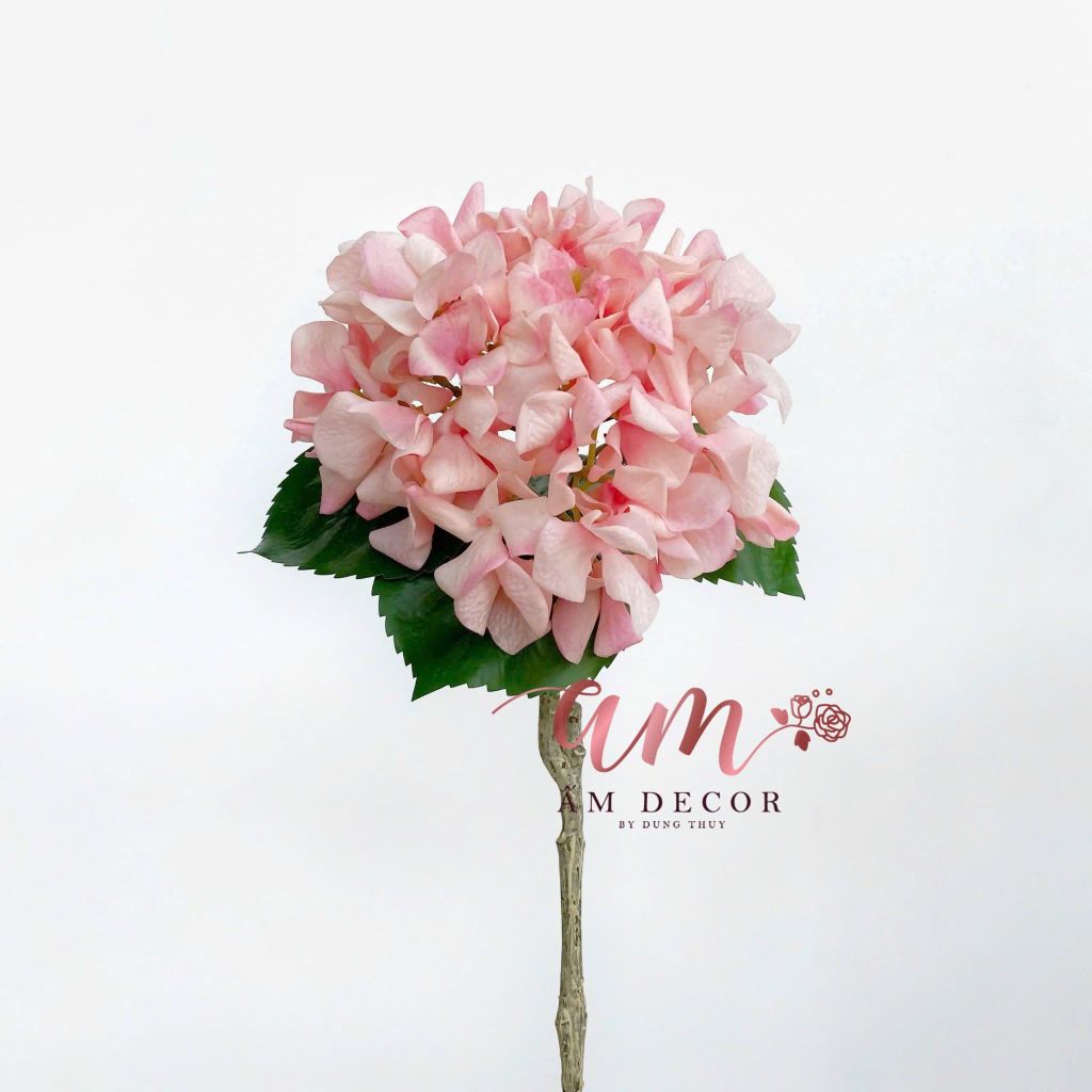 CẨM TÚ CẦU CÁNH XOĂN DƯỠNG ẨM (Cam)