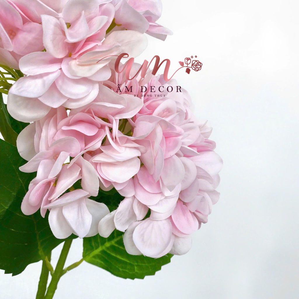 CẨM TÚ CẦU CÀNH NGẮN (Hồng Phấn)