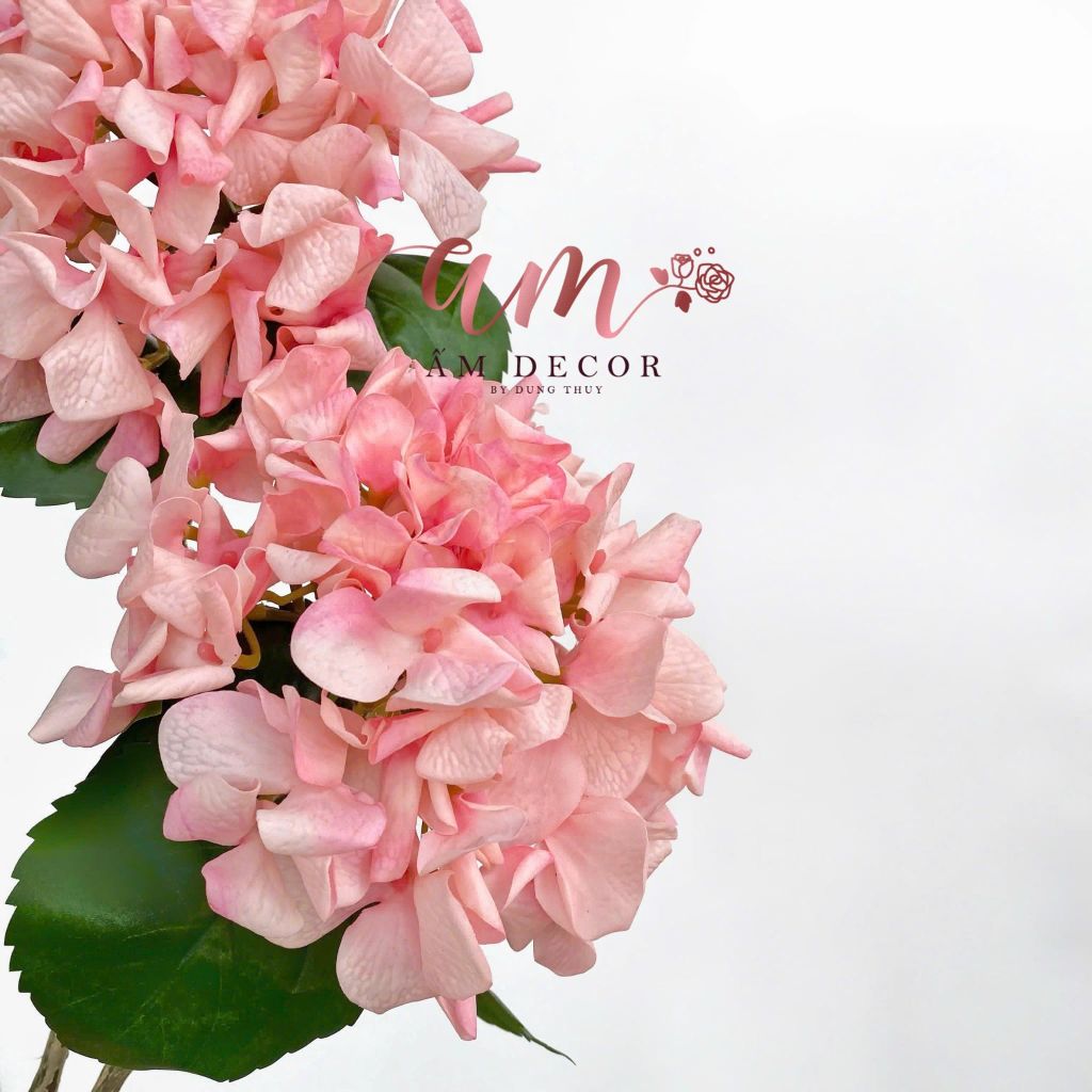 CẨM TÚ CẦU CÁNH XOĂN DƯỠNG ẨM (Cam)