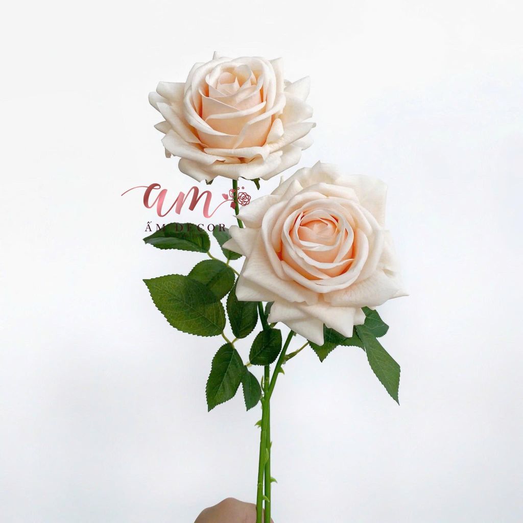 HOA HỒNG NỞ GIỮ ẨM (Kem)