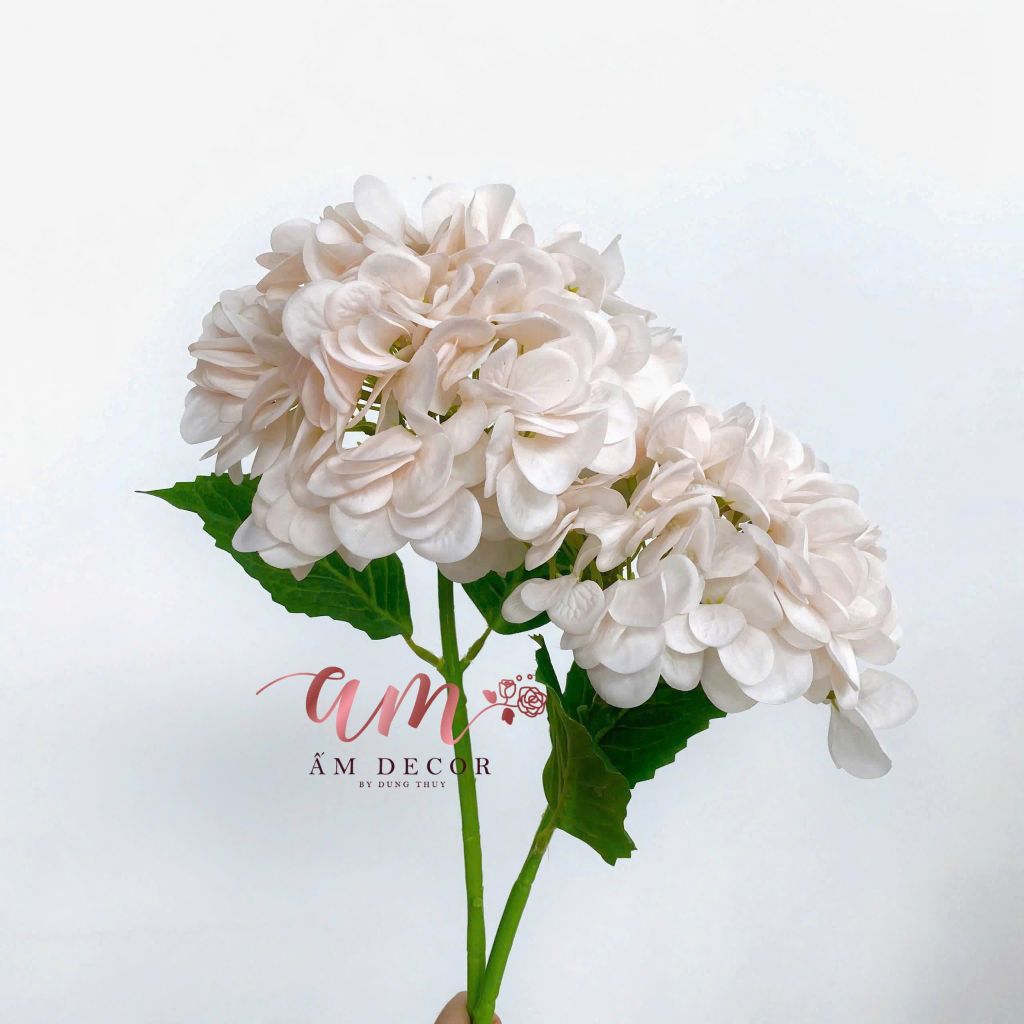 CẨM TÚ CẦU CÀNH NGẮN (Sâm Panh)