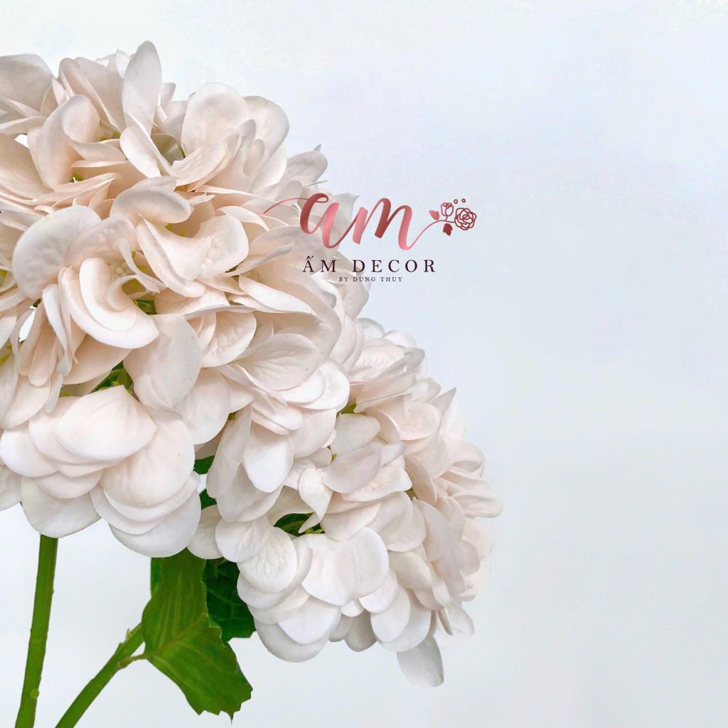 CẨM TÚ CẦU CÀNH NGẮN (Sâm Panh)