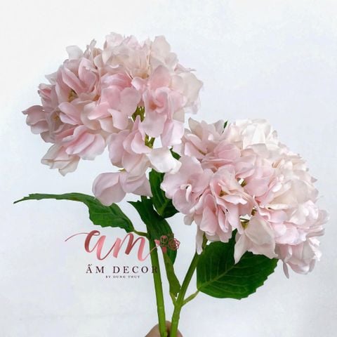  CẨM TÚ CẦU CÁNH LƯỢN (Hồng Cam Nhạt) 