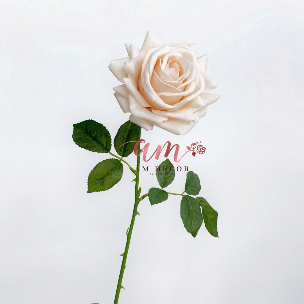 HOA HỒNG NỞ GIỮ ẨM (Kem)