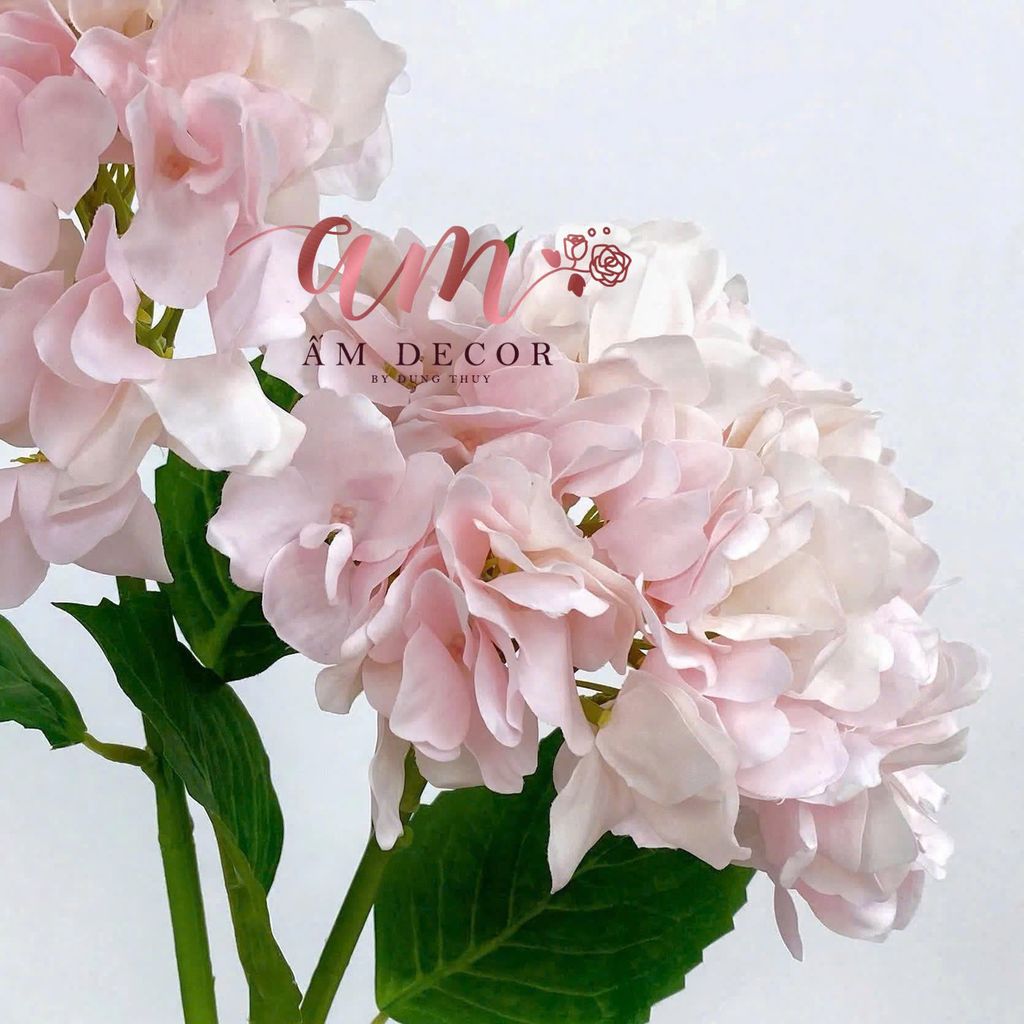 CẨM TÚ CẦU CÁNH LƯỢN (Hồng Cam Nhạt)