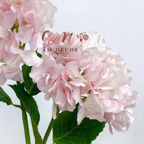  CẨM TÚ CẦU CÁNH LƯỢN (Hồng Cam Nhạt) 