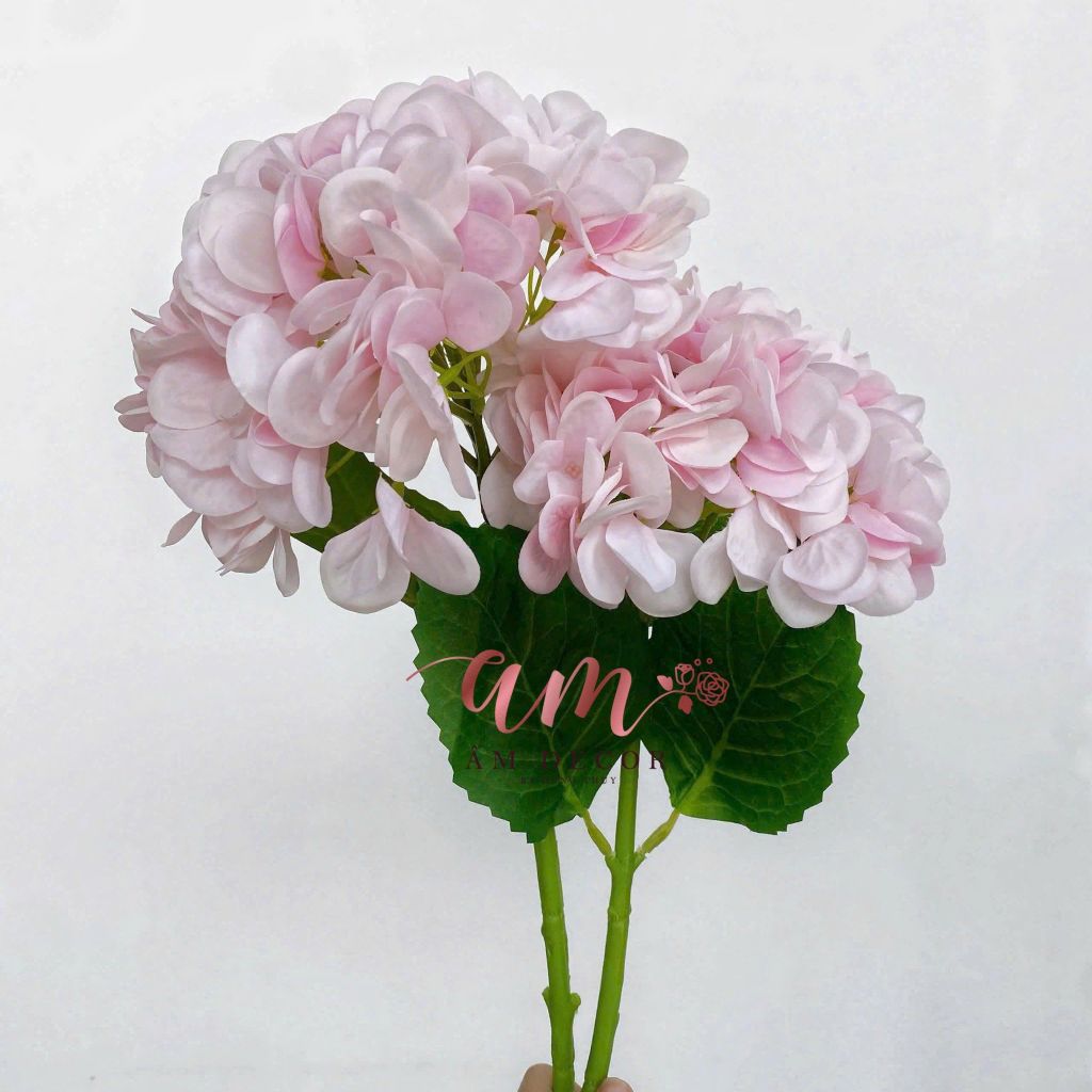 CẨM TÚ CẦU CÀNH NGẮN (Hồng Phấn)