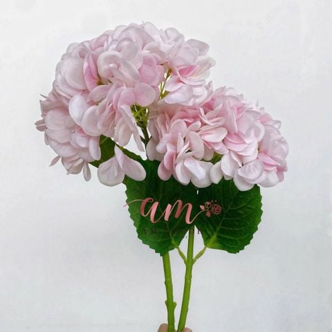  CẨM TÚ CẦU CÀNH NGẮN (Hồng Phấn) 