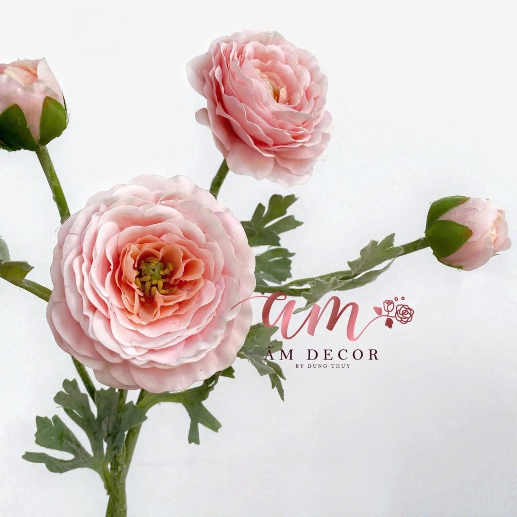 MAO LƯƠNG MẪU ĐƠN (Hồng Cam)