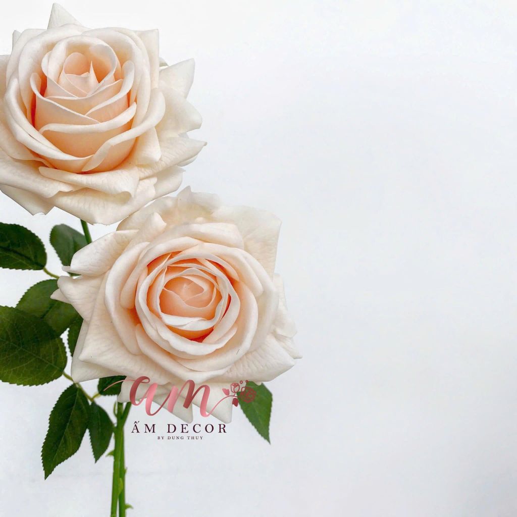 HOA HỒNG NỞ GIỮ ẨM (Kem)