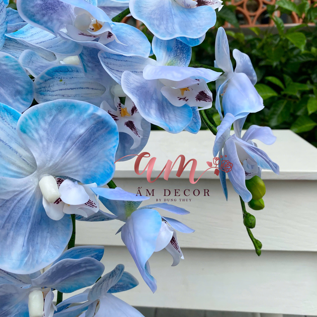 LAN HỒ ĐIỆP VÂN NHẬP (Xanh Vân Nhạt)