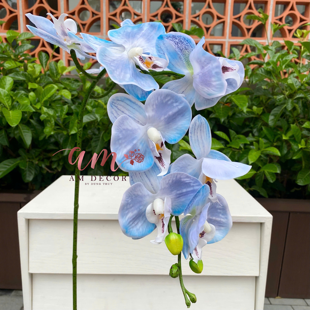 LAN HỒ ĐIỆP VÂN NHẬP (Xanh Vân Nhạt)