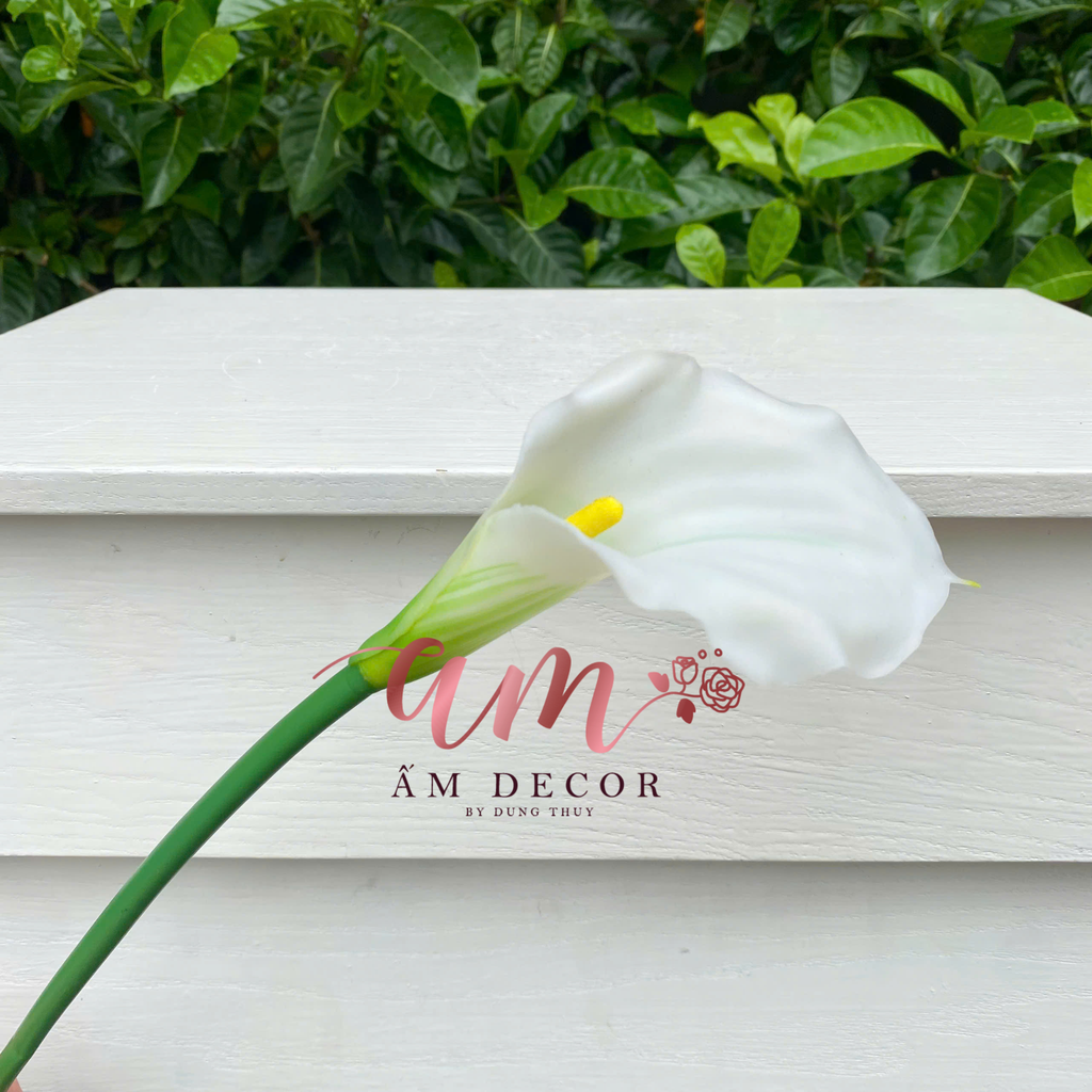 HOA RUM (CALLA LILLY)