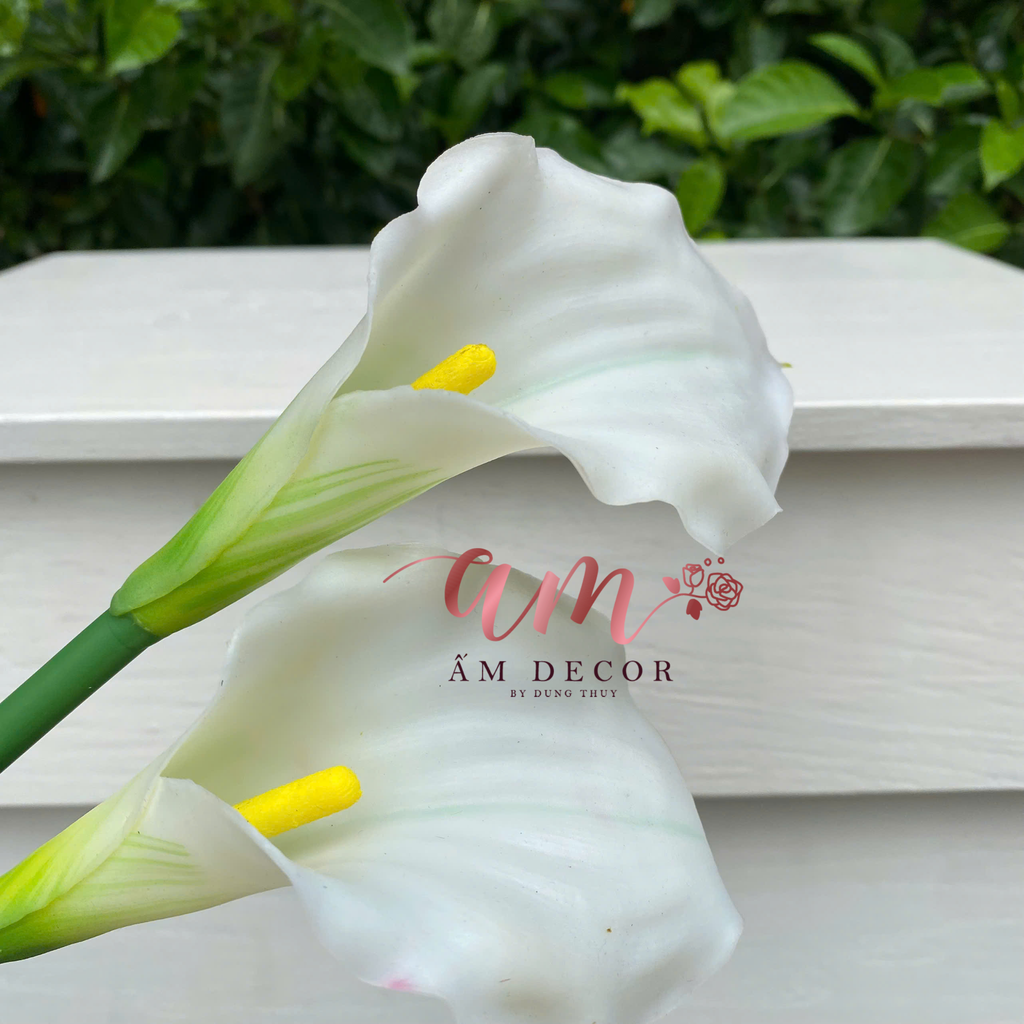 HOA RUM (CALLA LILLY)