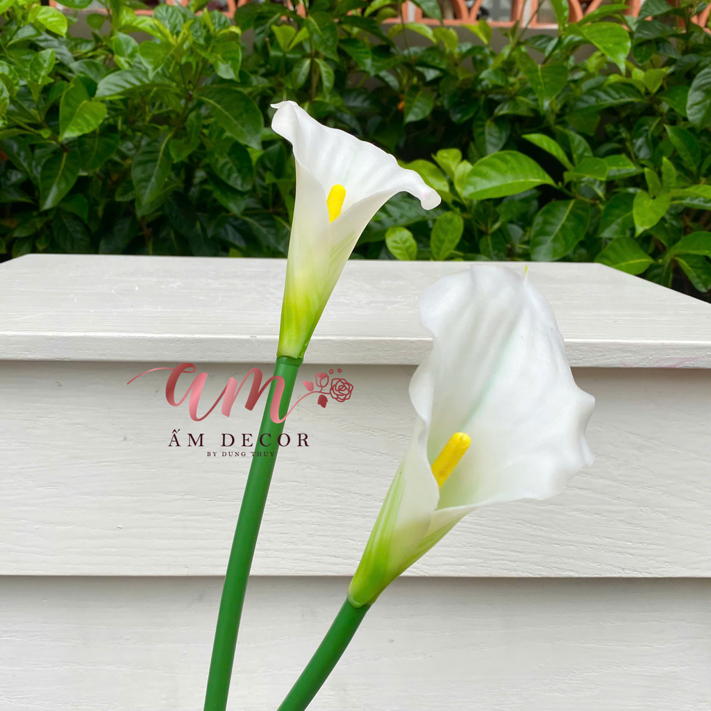 HOA RUM (CALLA LILLY)