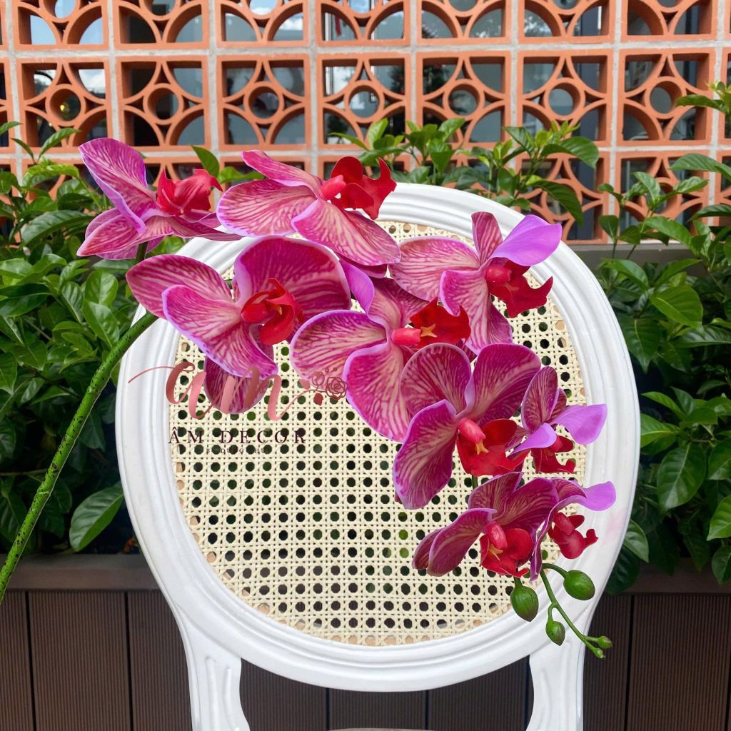 LAN HỒ ĐIỆP (Hồng Tía)