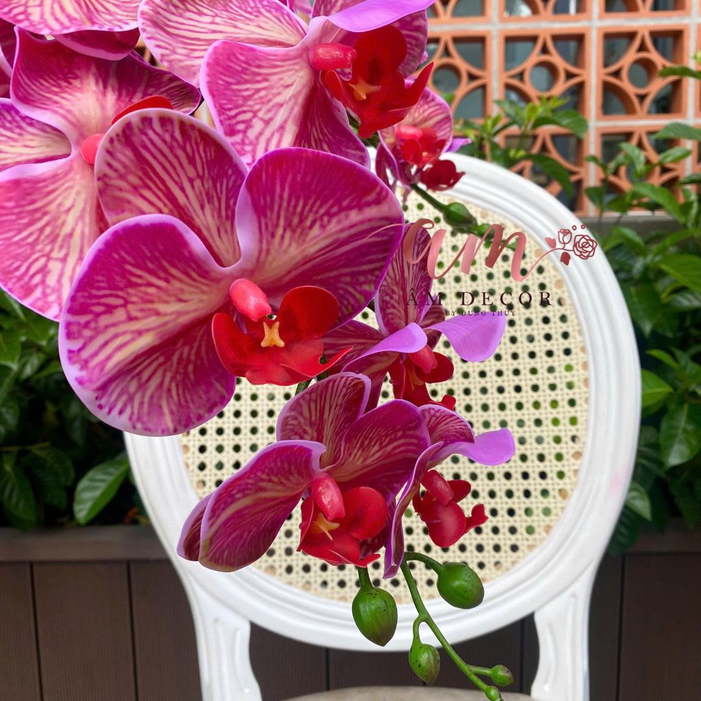 LAN HỒ ĐIỆP (Hồng Tía)