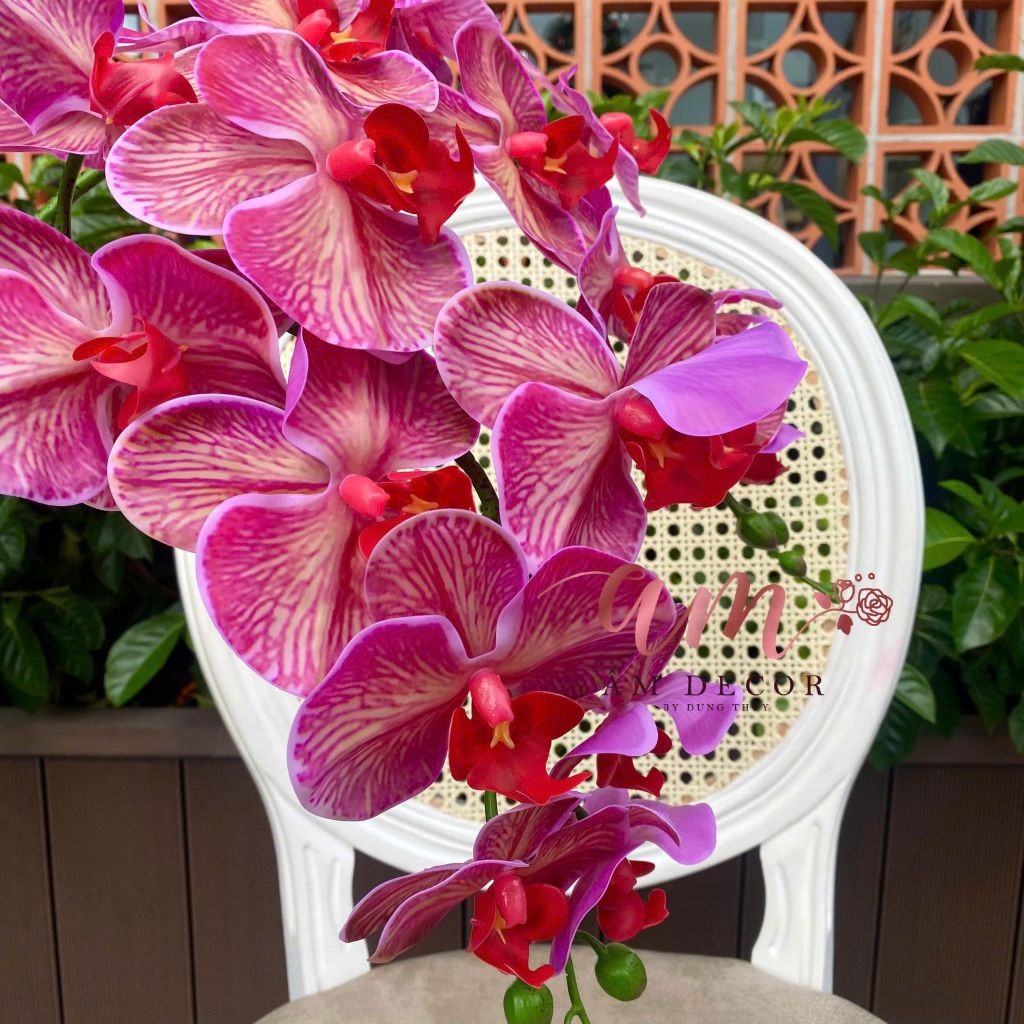 LAN HỒ ĐIỆP (Hồng Tía)