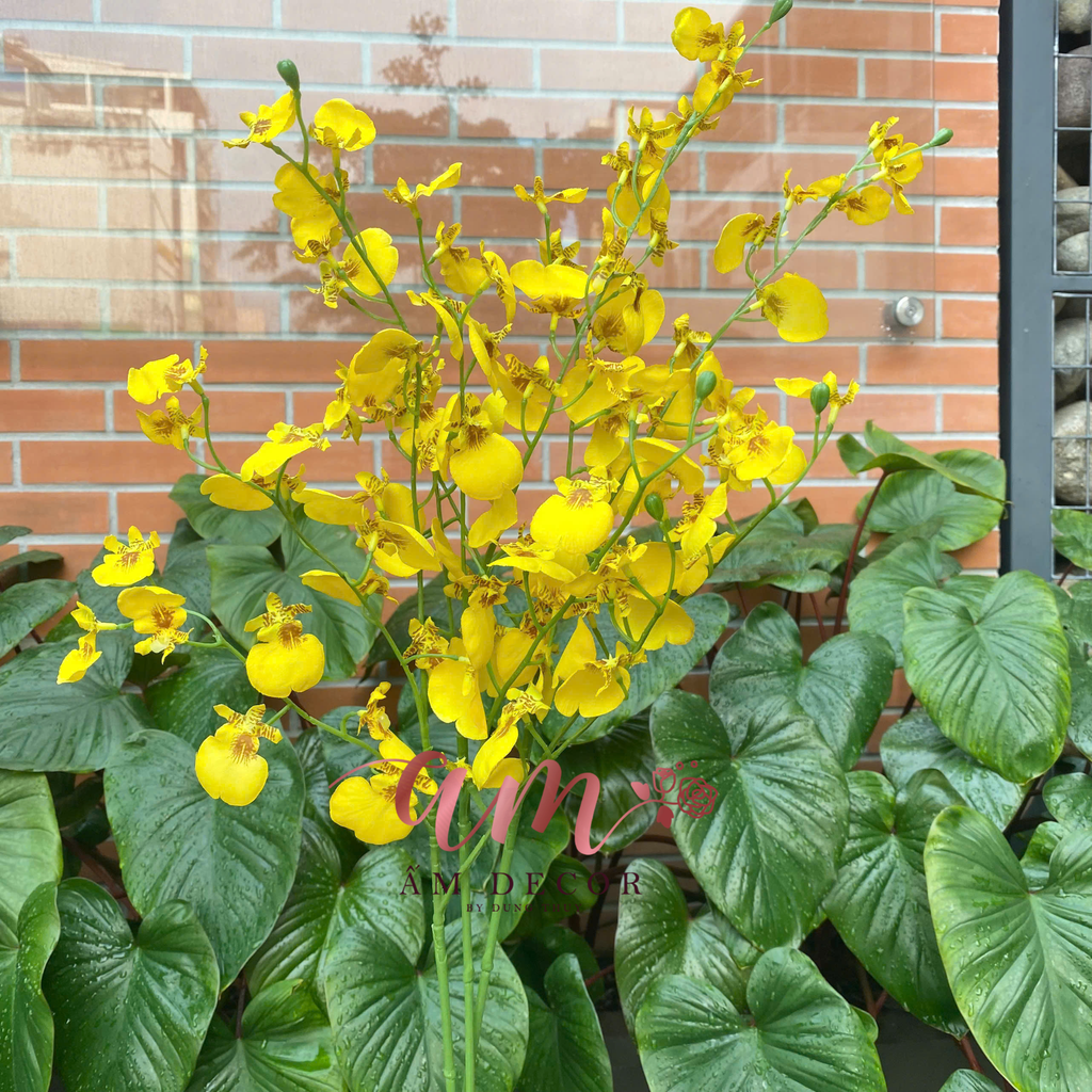 LÁ CON CÔNG VŨ NỮ (Vàng)