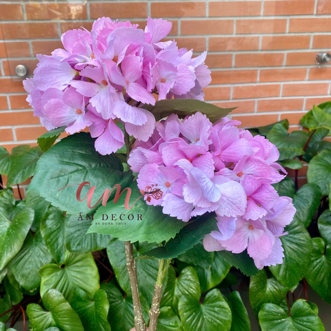  CẨM TÚ CẦU DƯỠNG ẨM CÁNH SỐNG (Hồng) 