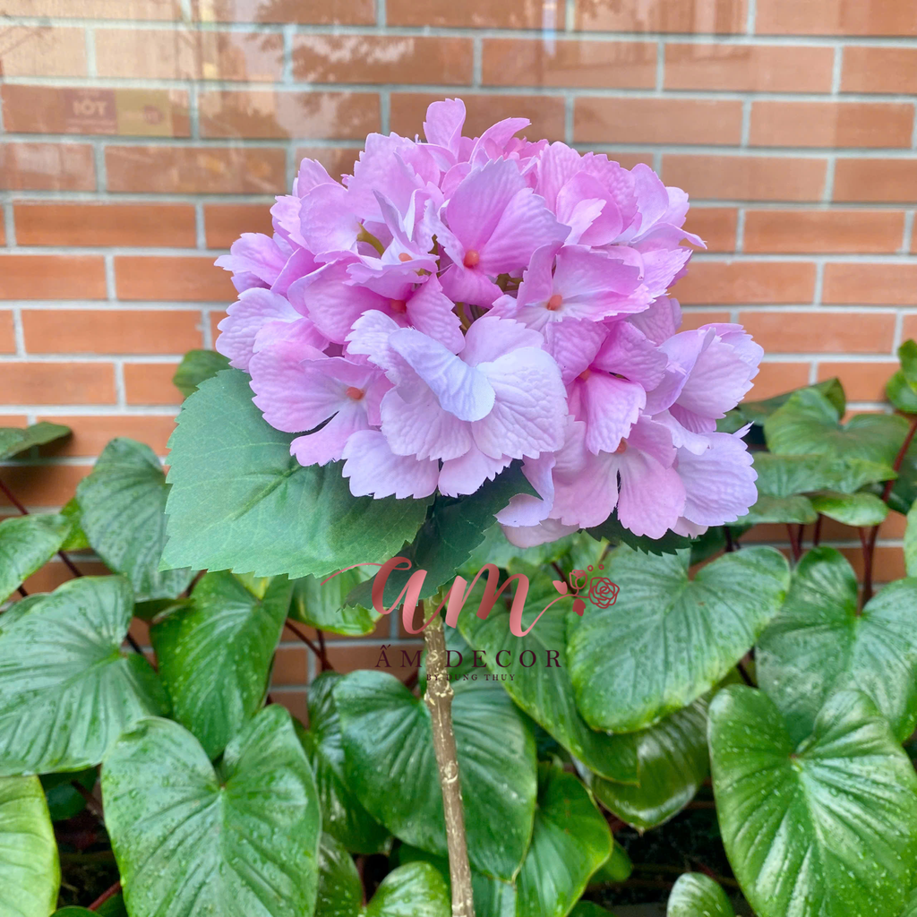 CẨM TÚ CẦU DƯỠNG ẨM CÁNH SỐNG (Hồng)