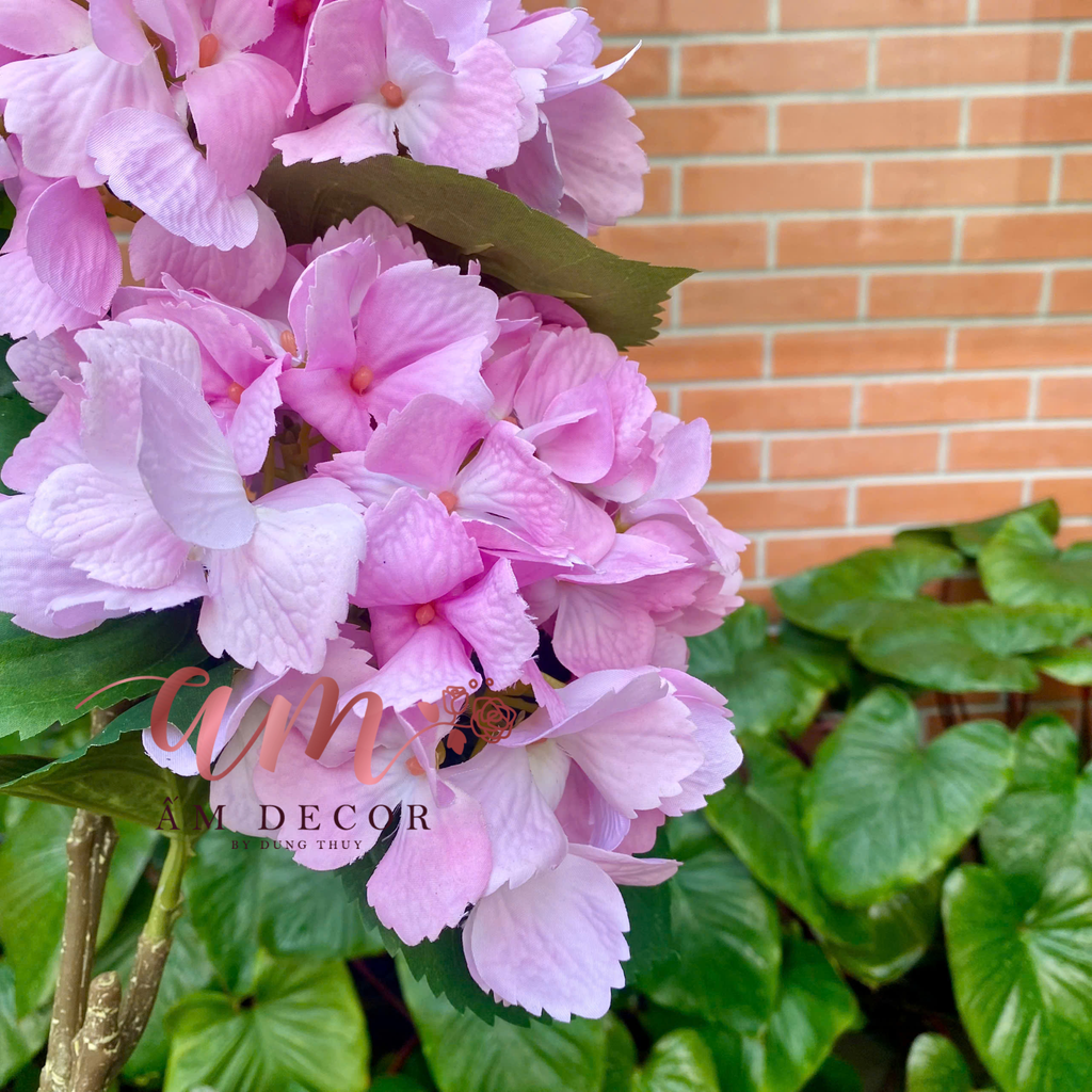 CẨM TÚ CẦU DƯỠNG ẨM CÁNH SỐNG (Hồng)