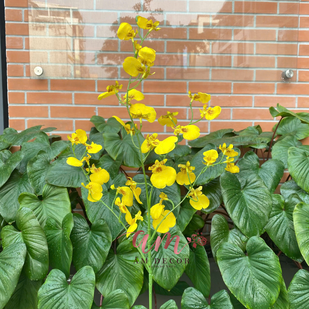 LÁ CON CÔNG VŨ NỮ (Vàng)