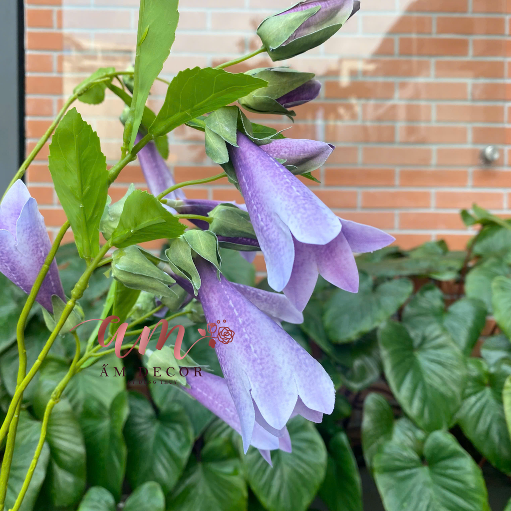 HOA CHUÔNG GIÓ (Tím)