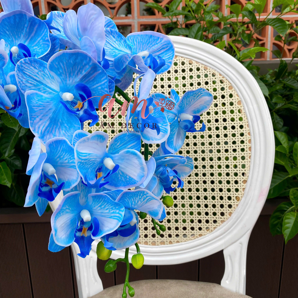 LAN HỒ ĐIỆP (Xanh Coban)