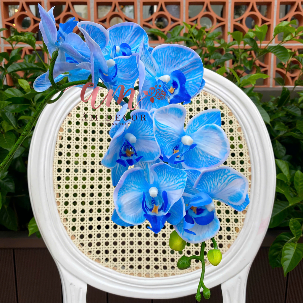 LAN HỒ ĐIỆP (Xanh Coban)