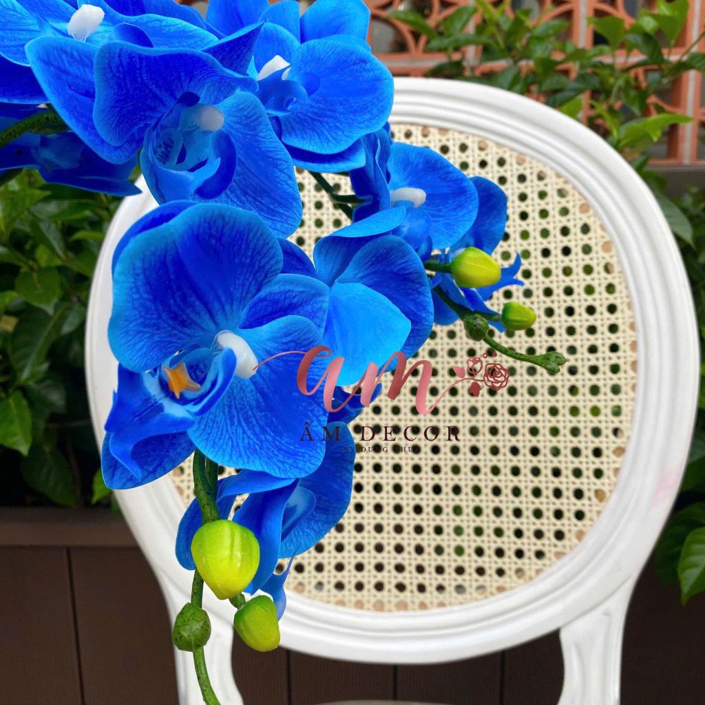 LAN HỒ ĐIỆP (Xanh Dương Đậm)