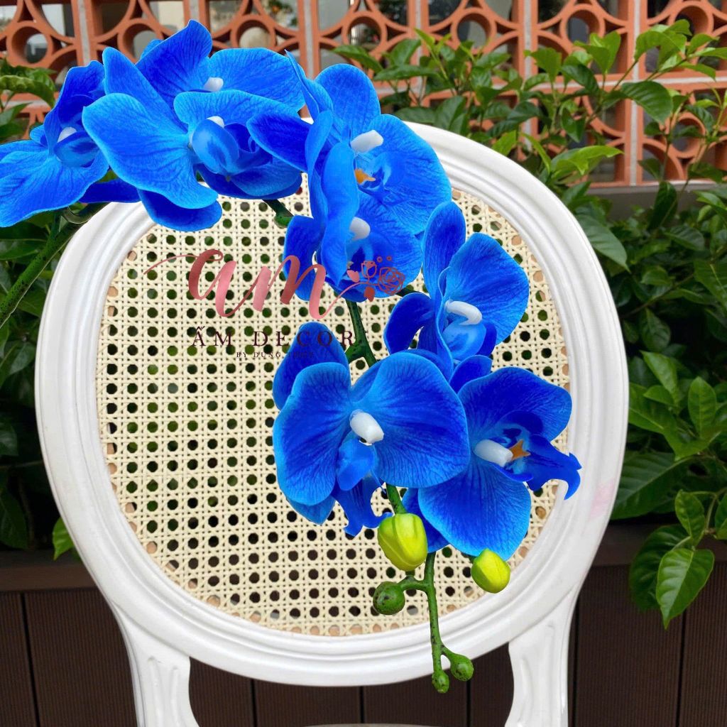 LAN HỒ ĐIỆP (Xanh Dương Đậm)