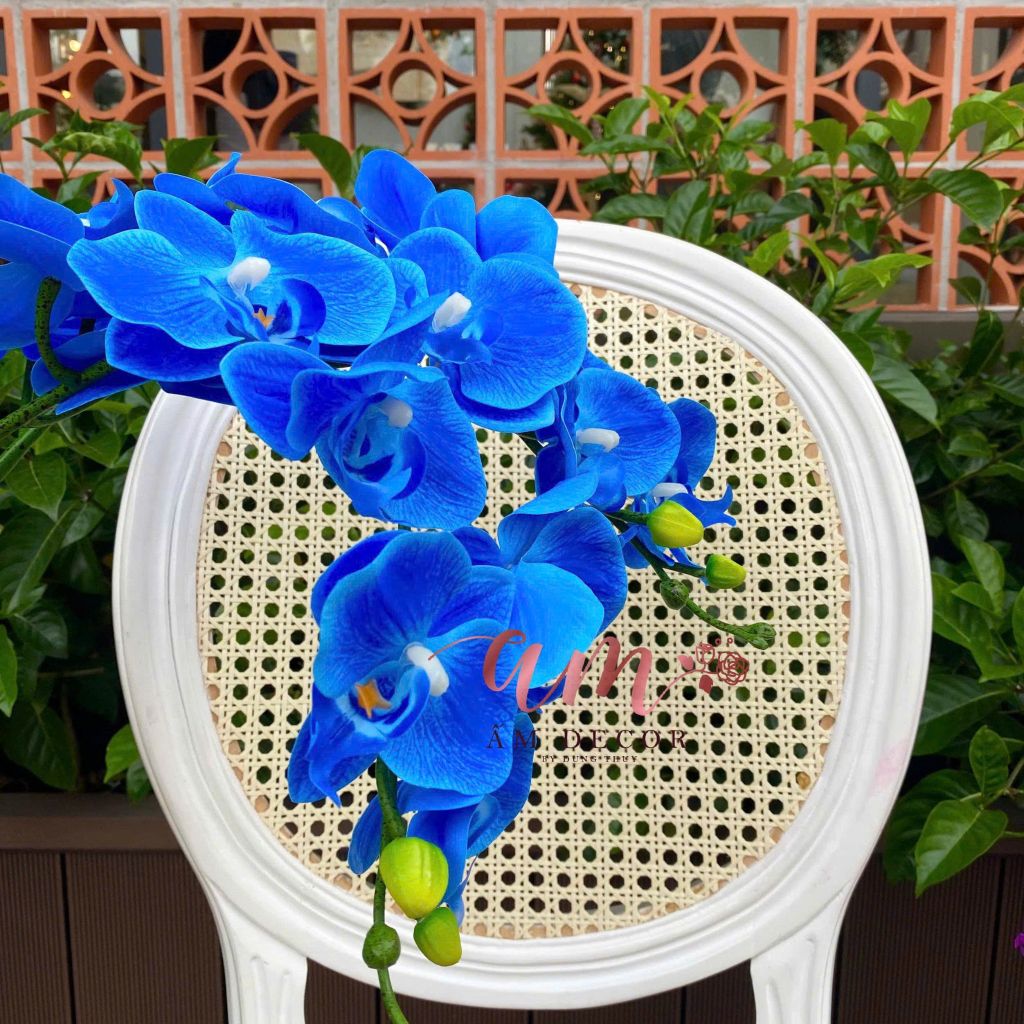 LAN HỒ ĐIỆP (Xanh Dương Đậm)