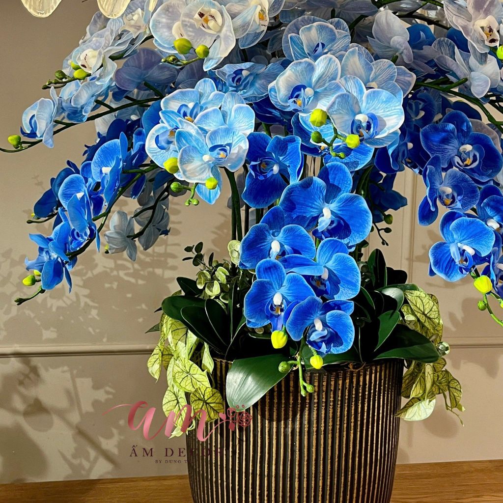 BÌNH HOA OCEAN ORCHID MOON