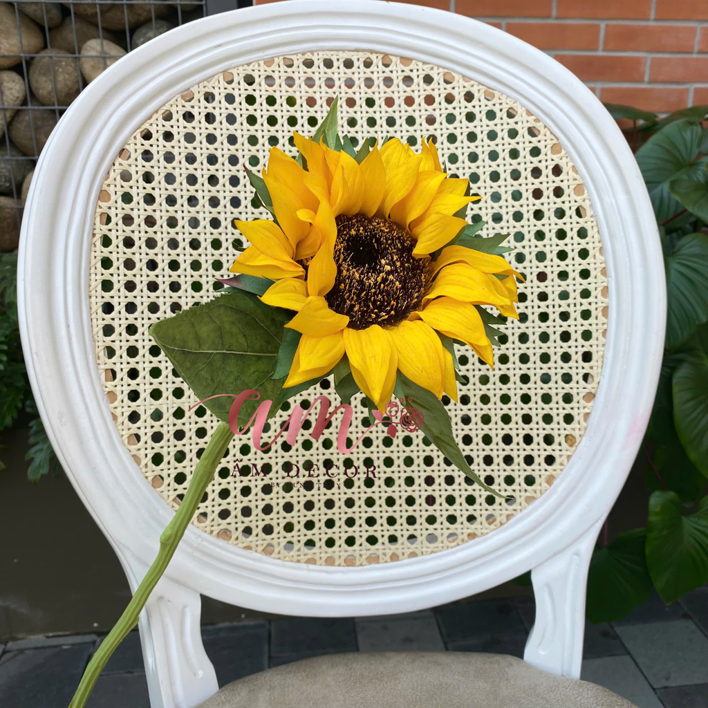 HƯỚNG DƯƠNG DƯỠNG ẨM