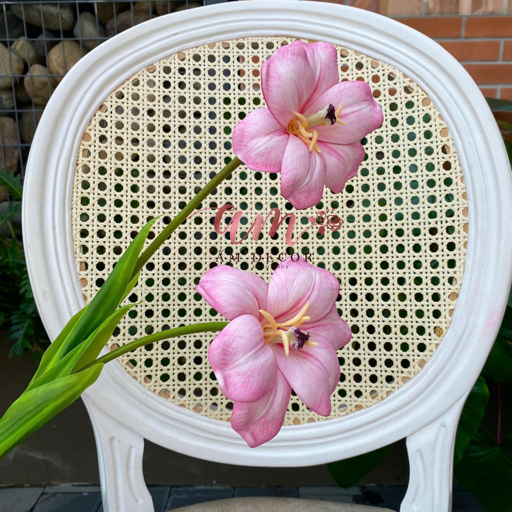 TULIP NỞ VÂN (Hồng)