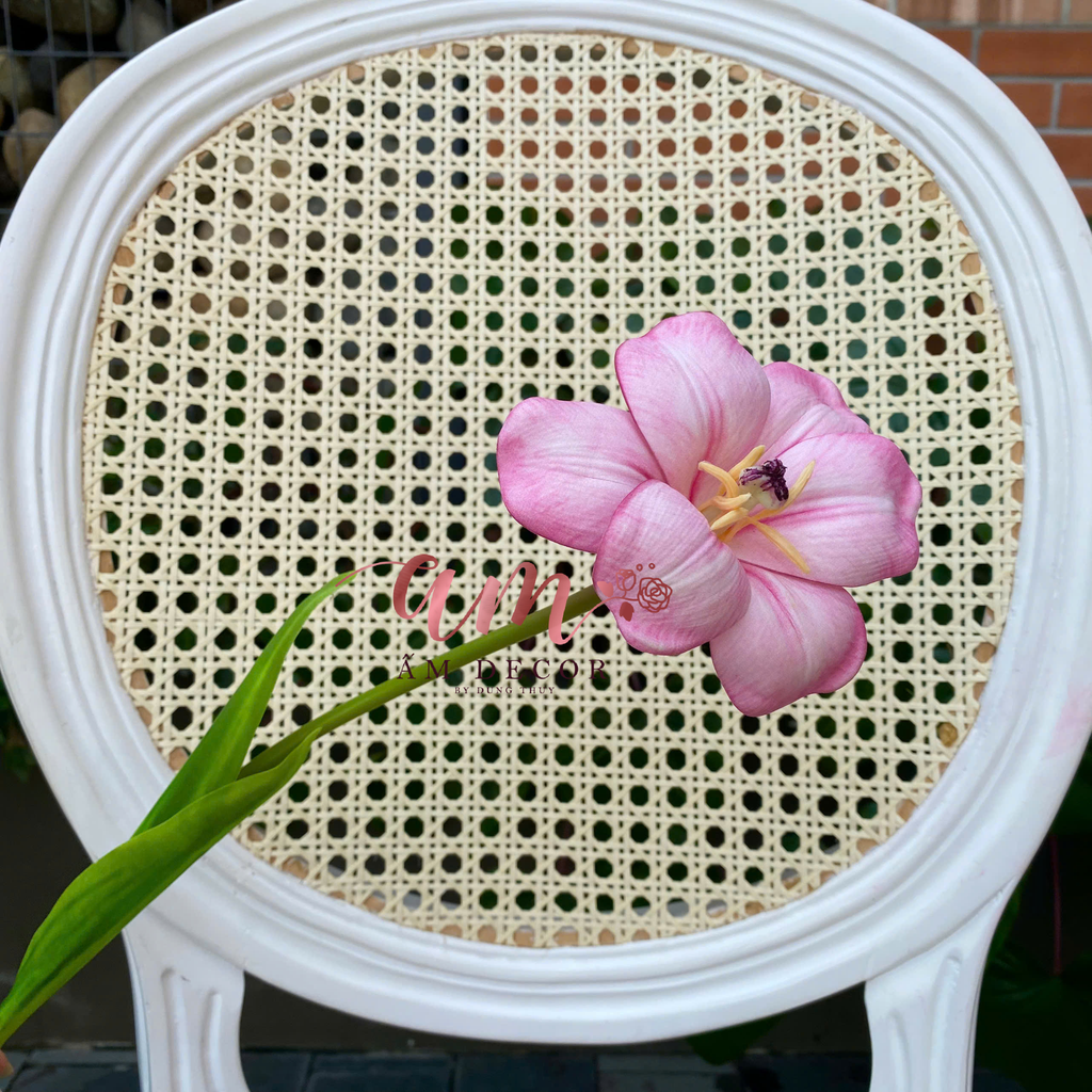 TULIP NỞ VÂN (Hồng)