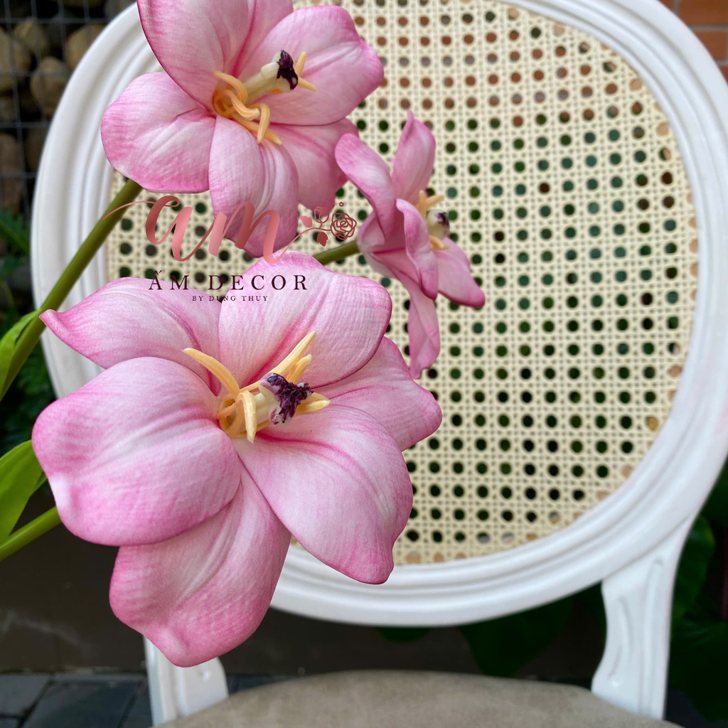 TULIP NỞ VÂN (Hồng)