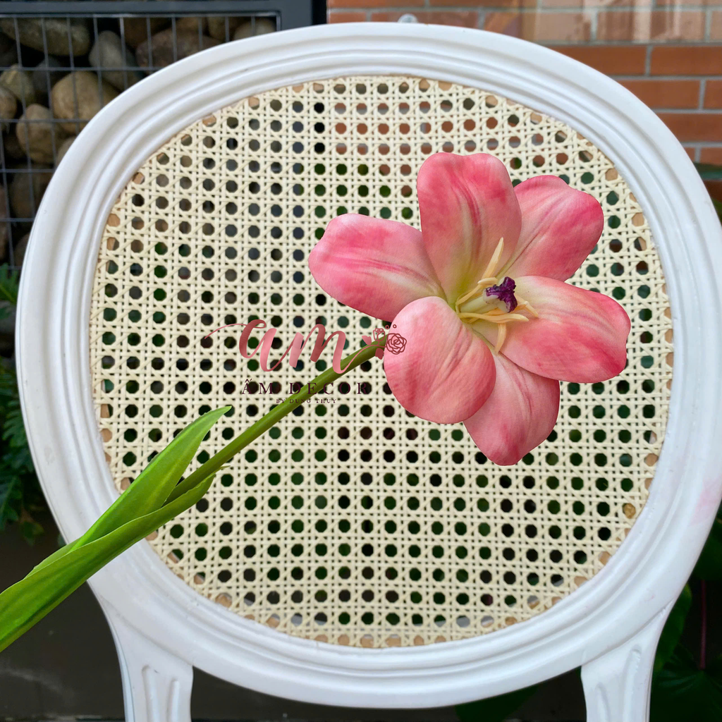 TULIP NỞ VÂN (Cam Hồng)