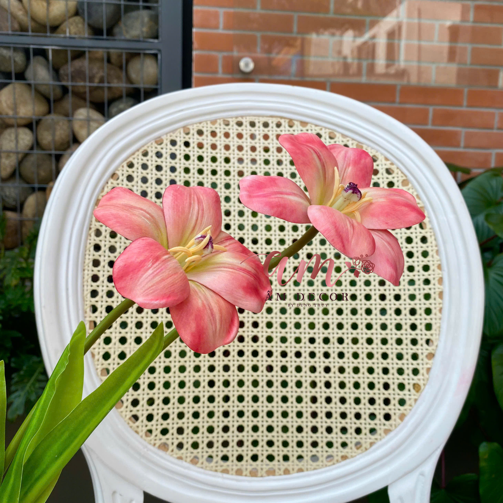 TULIP NỞ VÂN (Cam Hồng)